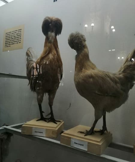 Музеи Петербурга.