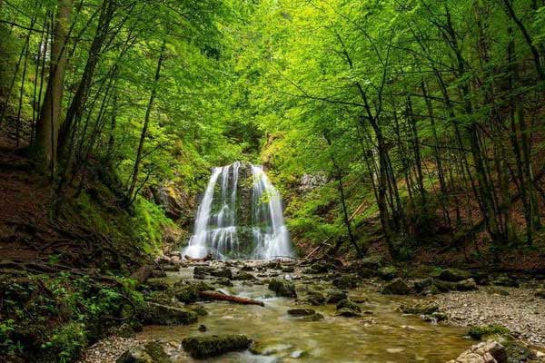 Самурский лес.