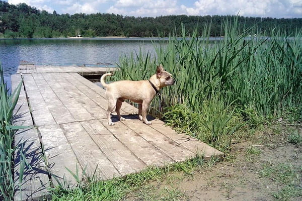 Собака.